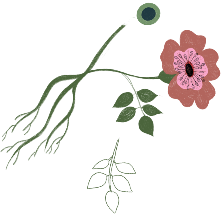 Illustration of a pink flower